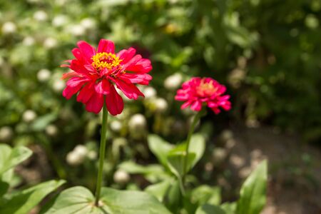 Dahlia flowerの写真素材