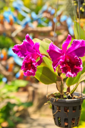 orchids garden , at Pattayaの写真素材