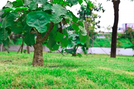 garden at bangkok thailandの写真素材