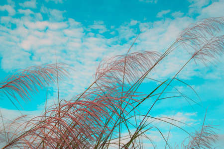 blue sky  behind tropical grass