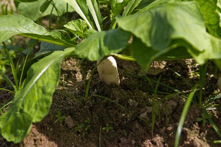 young garden radishes at thailand