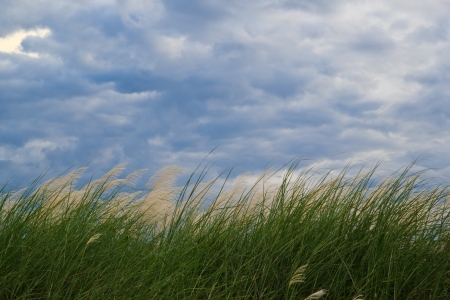 grass and cloudy skyの写真素材