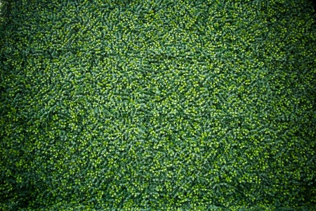green Wallの写真素材