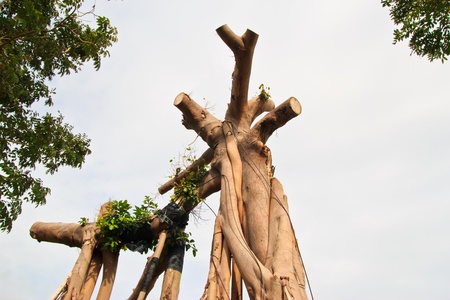 Single old and dead treeの写真素材