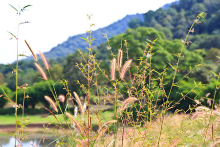 tropical grassの写真素材