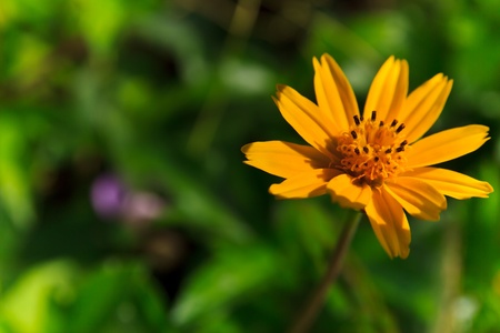 marigold flowers in the meadow in the sunlightの写真素材