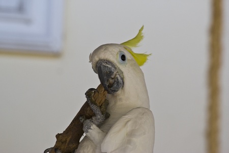 colorful couple macaws sitting on log.の写真素材