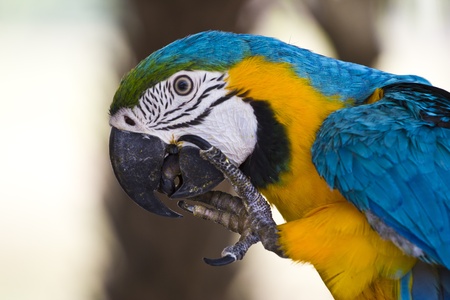 colorful couple macaws sitting on log.