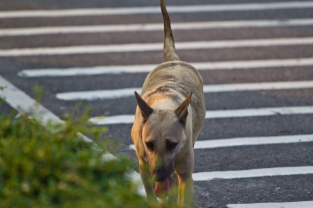 Homeless dogs on the roadの写真素材