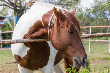 horse at thailandの写真素材