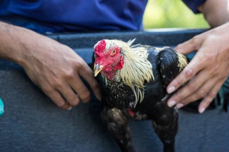 cock at thailandの写真素材