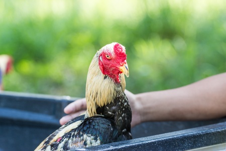 cock at thailandの写真素材