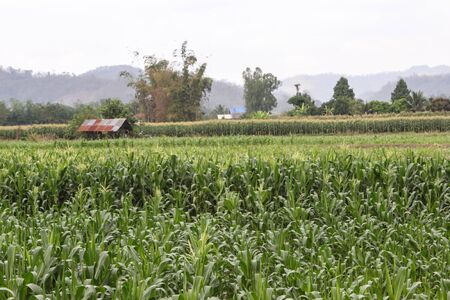 corn farm at lampang thailandの写真素材
