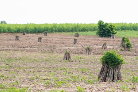tapioca Plants Cassava.の写真素材
