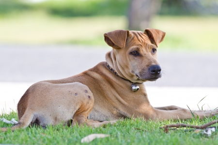 thai dogの写真素材