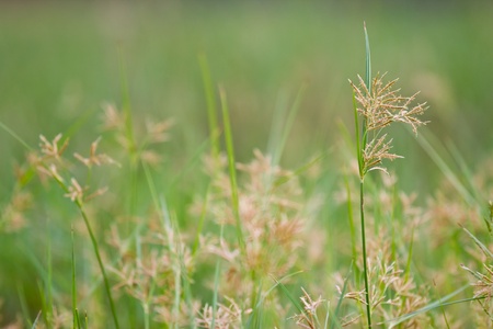 abstract green natural background