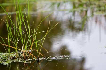 aquatic Plants