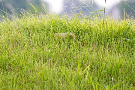 grass with dew in morning forestの写真素材