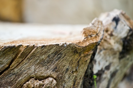 texture of tree stump