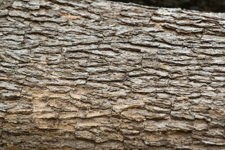 texture of tree stump