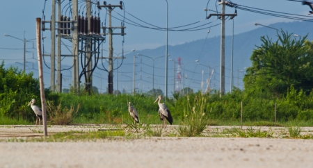 power line in industry colony