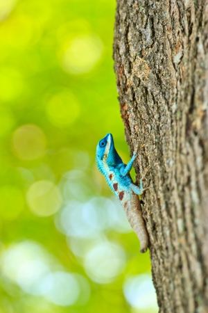 Blue iguana on tree branchの写真素材