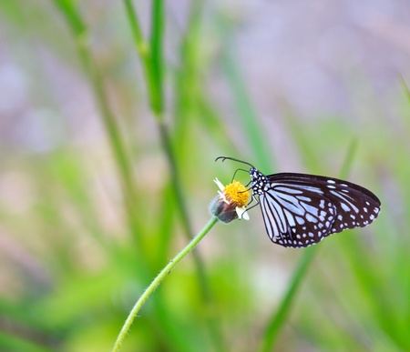 Butterfly on riversideの写真素材