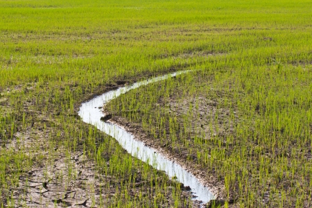 Rice farm at chonburi thailandの写真素材