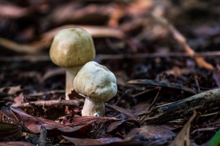 Toadstool against a soft natural background in early morning lightの写真素材