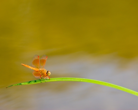 Aquatic Plants and Dragonflyの写真素材