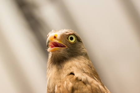 Red-tailed hawkの写真素材