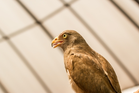 Red-tailed hawkの写真素材