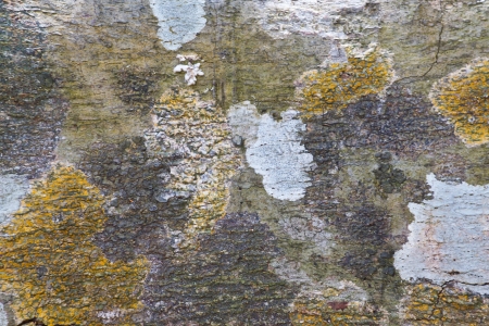 Wall fungusの写真素材