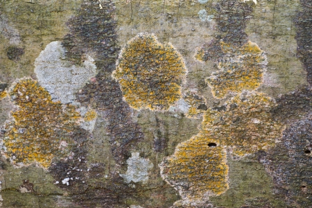 Wall fungusの写真素材
