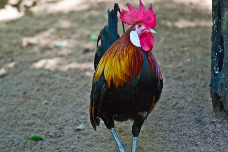 Male bantam in Thailand forest.