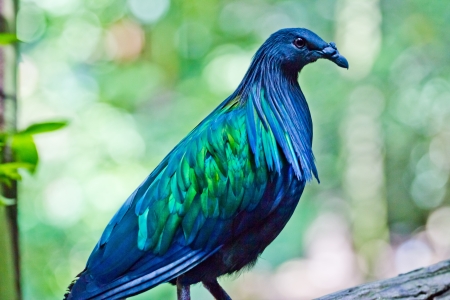 victoria Crowned Pigeonの写真素材