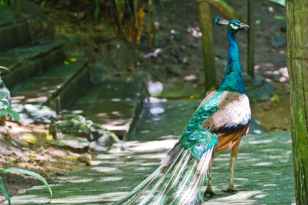 peacock