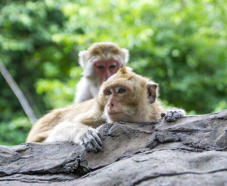 wildlife of Thai Monkey in alone emotionの写真素材