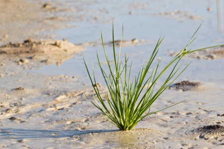 Lonely Grassの写真素材