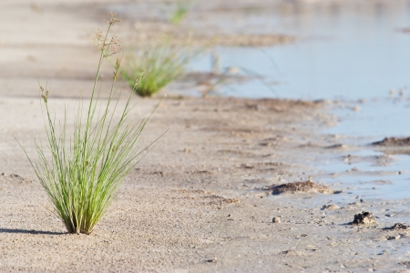 Lonely Grassの写真素材