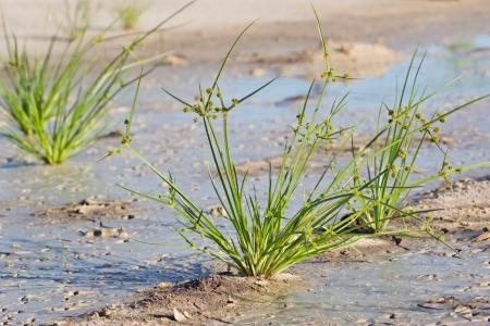 Lonely Grassの写真素材