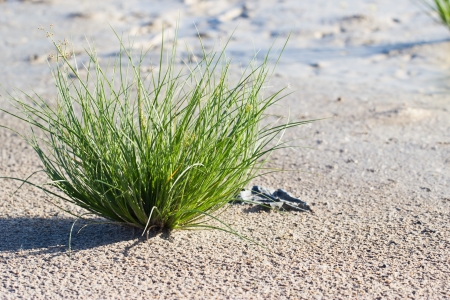Lonely Grassの写真素材