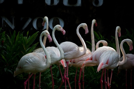 Caribbean flamingosの写真素材