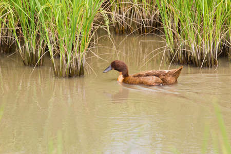 Cute Duck swim On Rice Fieldの写真素材