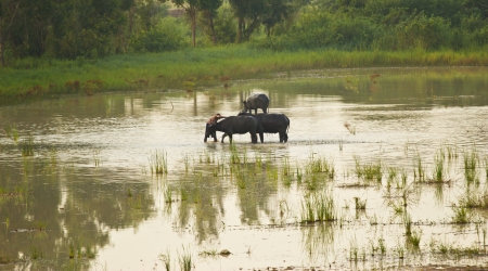 man bathes the buffalo