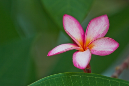 Close-up of beautiful yellow plumeria flowers, Thailand.の写真素材