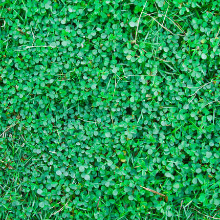 artificial grass soccer field