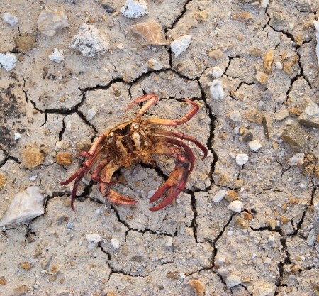 dry earth texture at thailandの写真素材