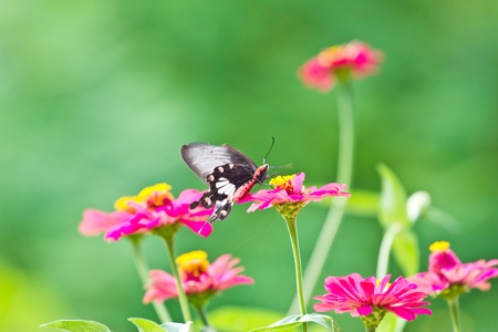 Flowers with butterfliesの写真素材