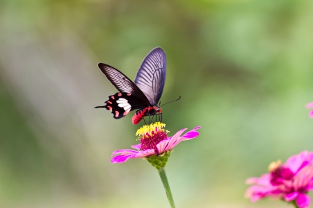 Flowers with butterfliesの写真素材